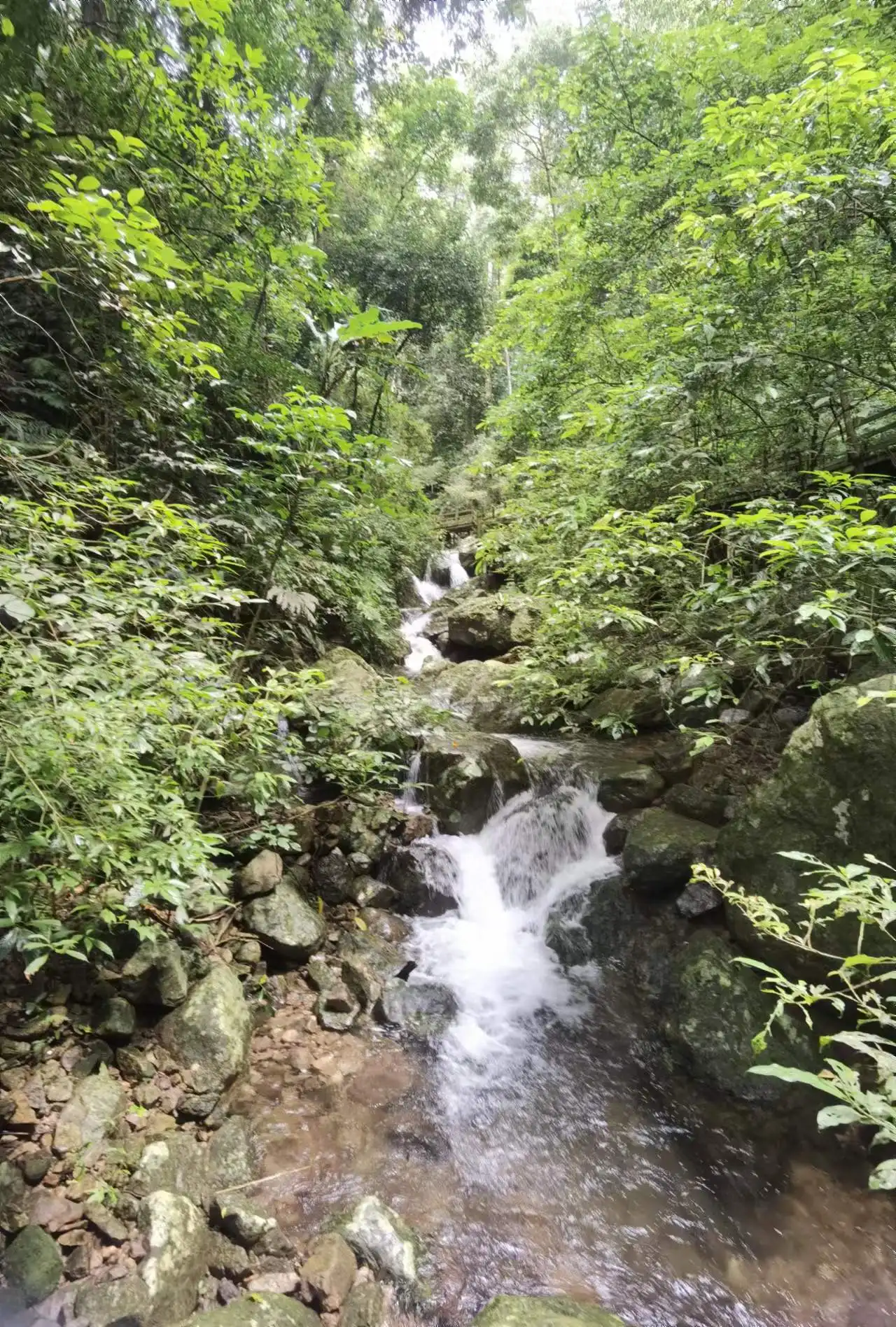 五指山热带雨林风景区 下山一路伴行的小溪流
